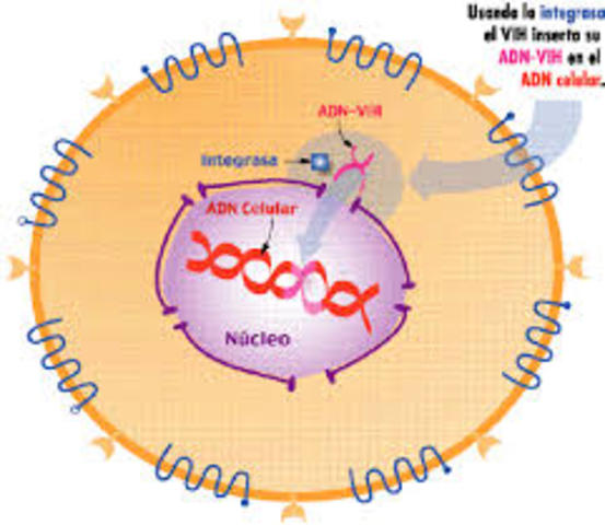 El ADN transforma células.