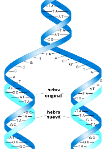 La replicación del ADN es semiconservativa