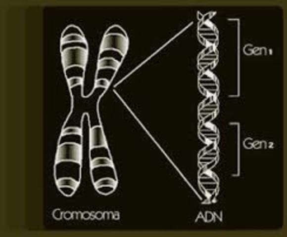Los genes están hechos de ADN