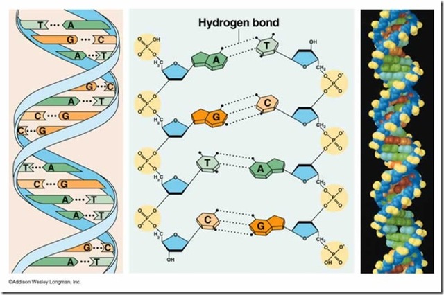 La doble hélice de ADN