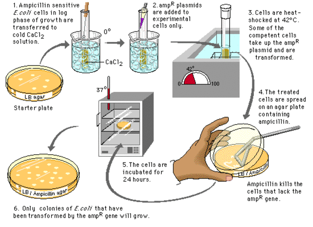 El ADN transforma células