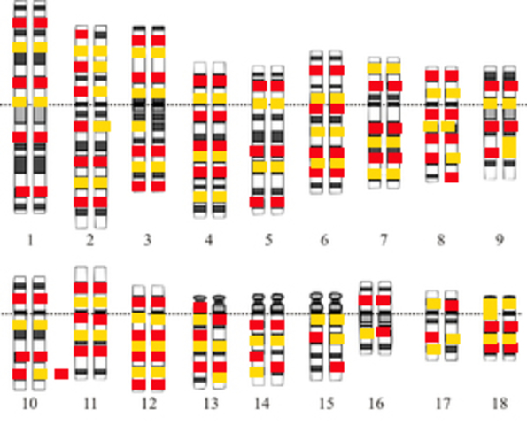Se finaliza la secuenciación del genoma humano