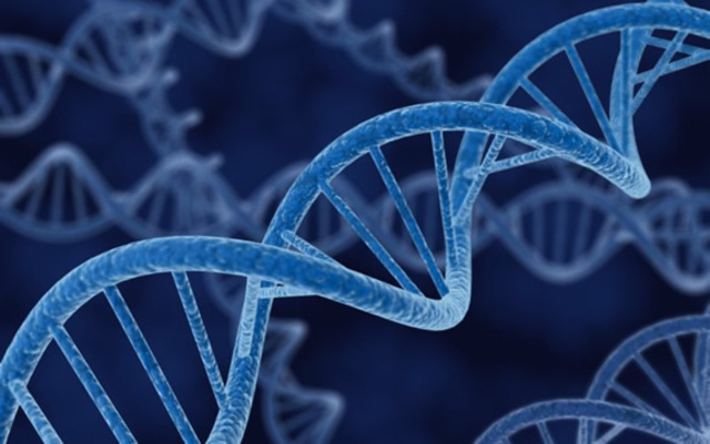 Secuencia del genoma humano completada