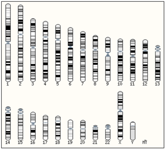 Secuencia del Genoma Humano completado