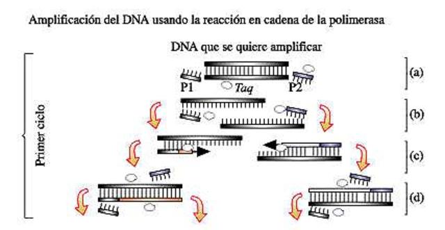 Se desarrolla la técnica de la PCR