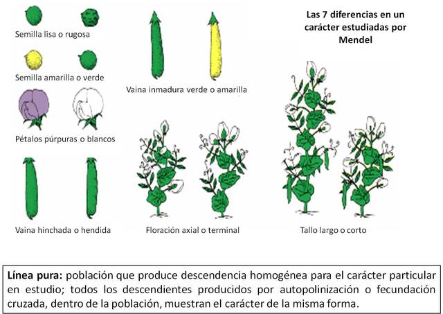 Redescubrimiento de las leyes de Mendel