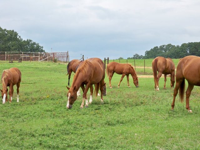 horse riding lesson