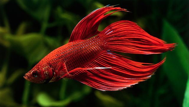 The struggle of pets part 2