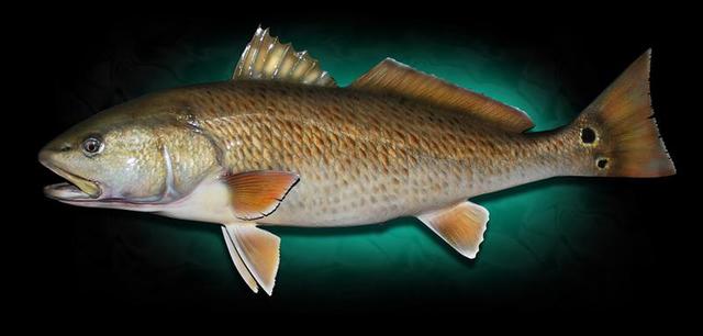 when i got my biggest fish