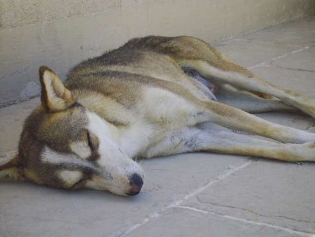 A good freand and dog