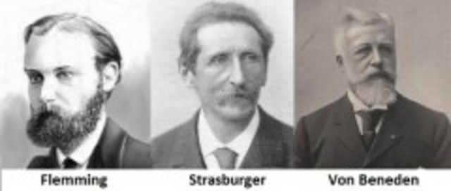 Walther Flemming, Eduard Strasburg y Edouard Van Beneden