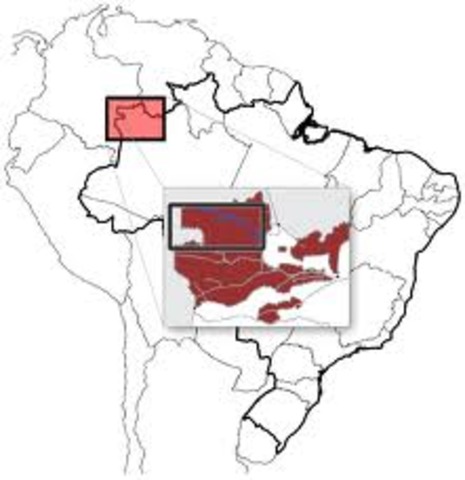 Las ganancias de Santos en Brazil