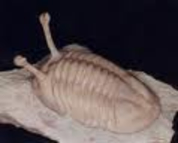 Ordovician 500-435 MYA