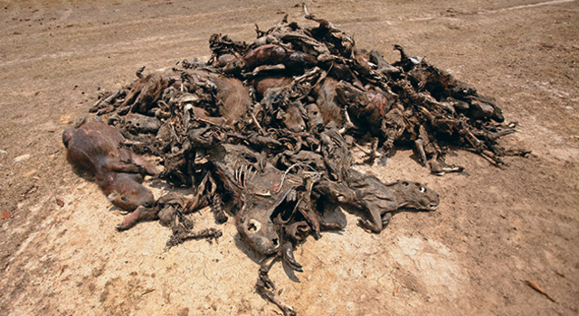 2014 Sequia mata a miles de animales en el Casanare