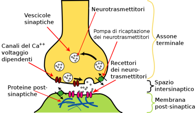 Neurotransmisión