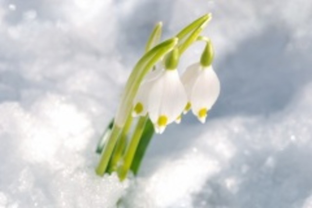 День подснежника(Команда "Трава-мурава", МБОУ "Школа №32" г. Нижний Новгород)