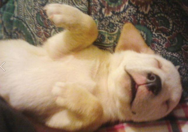 I got a puppy named Patch