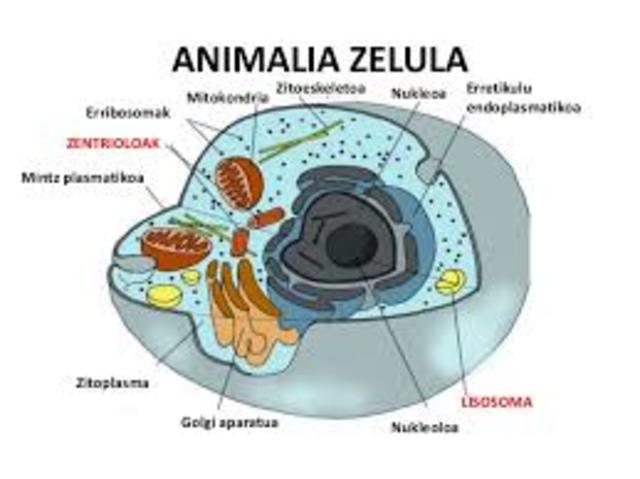 Zelula (SCHULTZE)