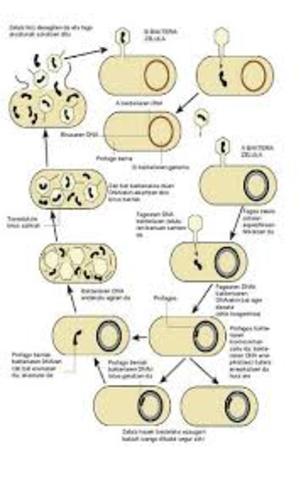 Alterazio zelularrak(VIRCHOW )