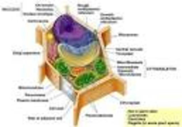 Landare zelula (SCHLEIDEN )