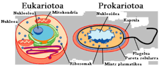 Zelula eukariotoa (Robert Brown)