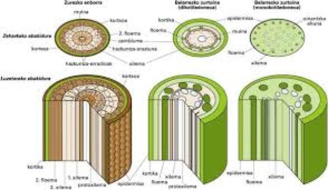 Ehunak (Robert Hooke)