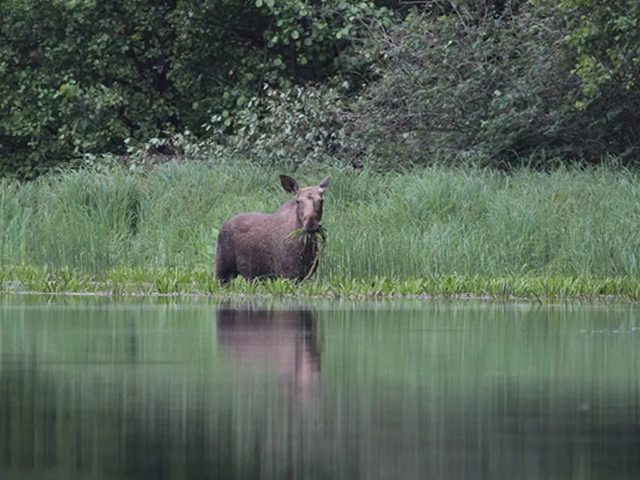 Флора и фауна.