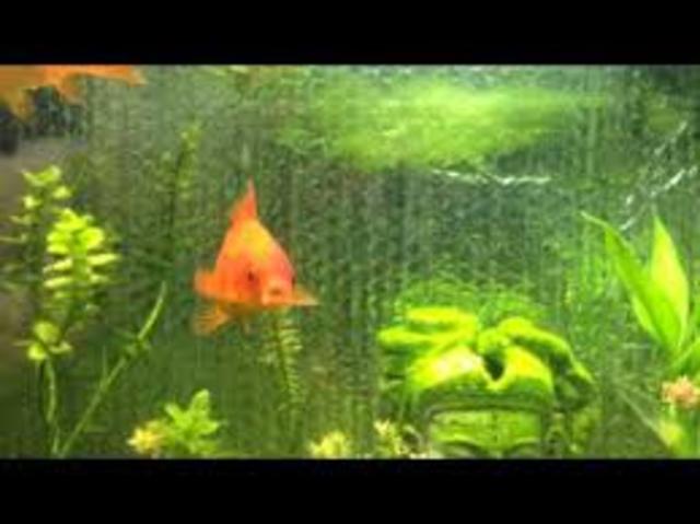 got my first goldfish