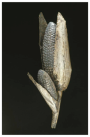 Maize cobs. Inka. c. 1440-1533 C.E. Sheet metal/repoussé, metal alloys.
