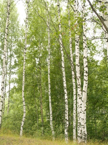 Международный день леса