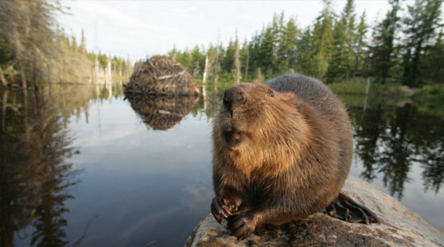 Начало реинтродукции в заповедник бобра.