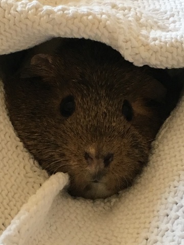 Mi mascota Butterbean