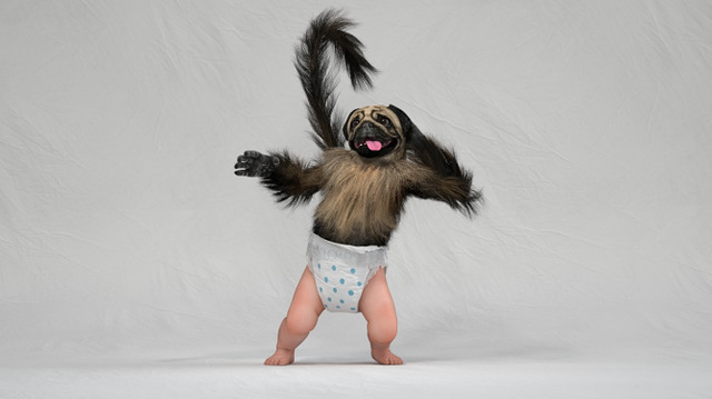 puppy monkey baby-mascota