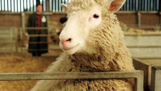 (1996) LA CLONACIÓN DE LA OVEJA DOLLY
