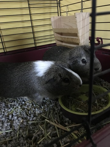 Me conejillo de indias cupid and Stefano