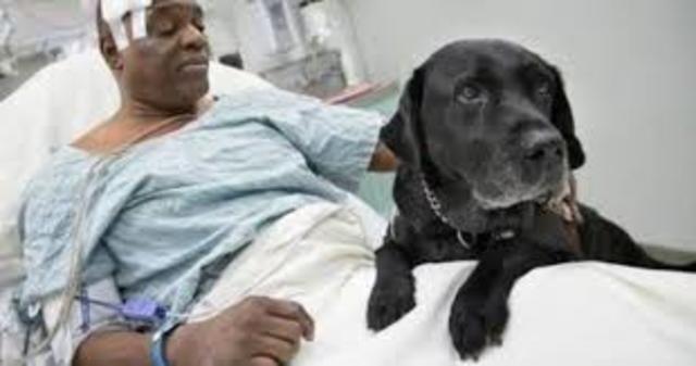 Animal Assisted Therapy