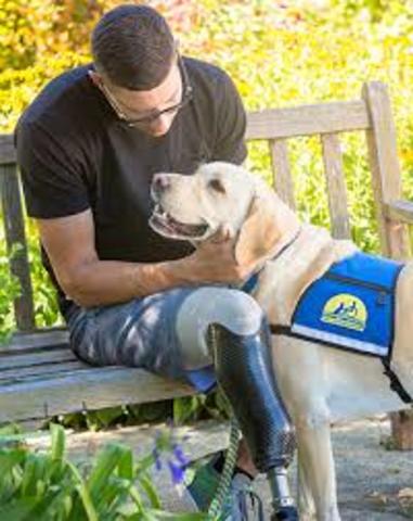 Therapy Dogs International