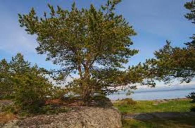 Награждение дипломом советом депутатом