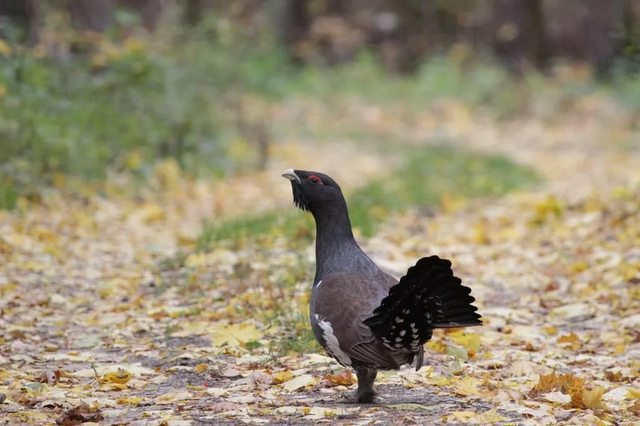 Обитатели (часть 2)