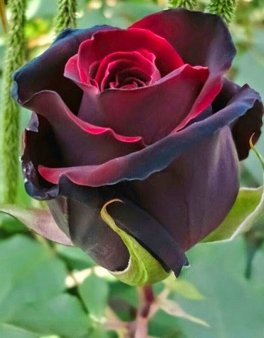 Creación de la Brújula 1840