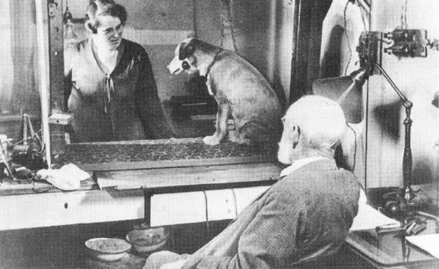 Pavlov: Diferencias individuales