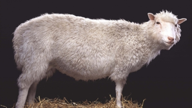 Clonacion de la oveja Dolly