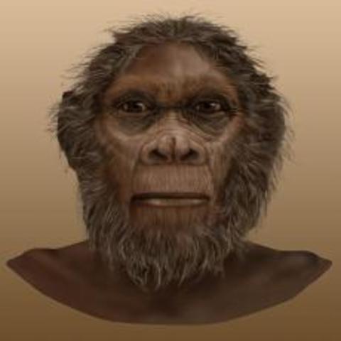 H. Rudolfensis: 1.9-1.8 mya