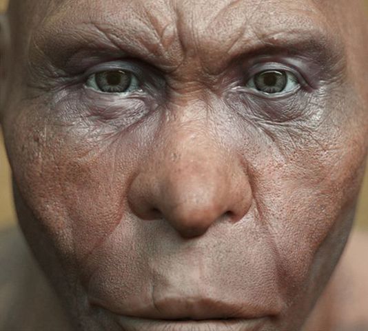 H. Georgicus: 1.77 mya