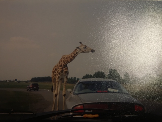 Went to African Lion Safari