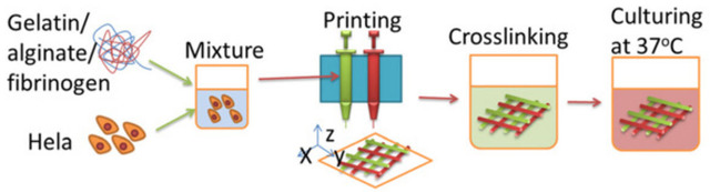 3-D Printer Cell Cultures