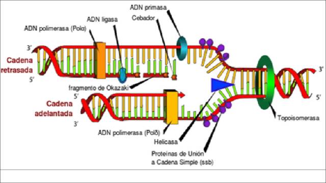 Descubrimiento de las unidades de la transmisión genética