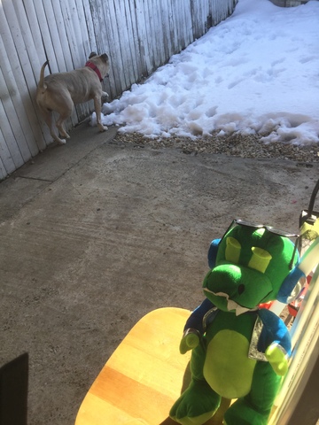 Il prend soin du chien