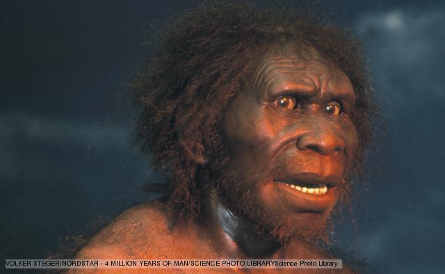 Homo Erectus