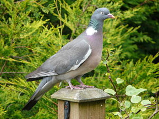 Wood Pigeon Takes Flight